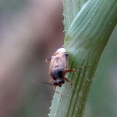 Deraeocoris serenus