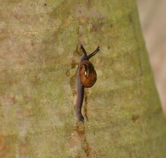 Ovachlamys fulgens