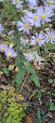 Symphyotrichum undulatum