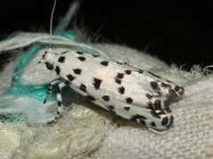 Lichenaula maculosa