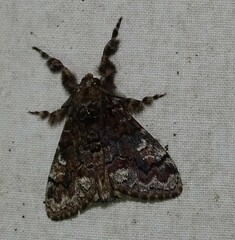 Dasychira meridionalis