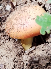 Amanita caesarea