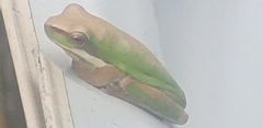 Litoria fallax