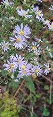 Symphyotrichum undulatum
