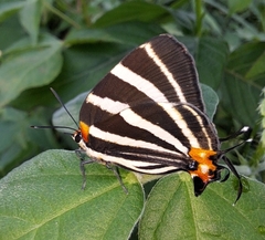 Panthiades bathildis