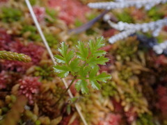 Coptis aspleniifolia