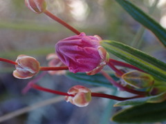 Kalmia microphylla