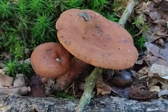 Lactarius tabidus