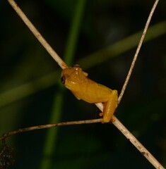 Dendropsophus