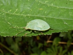 Chlorocorini
