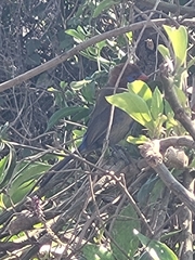 Granatina ianthinogaster