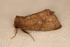 Elusa ceneusalis