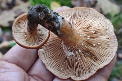 Lactarius tabidus