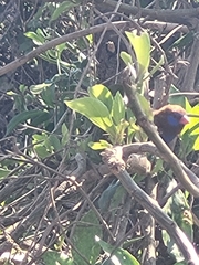 Granatina ianthinogaster