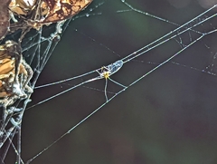 Leucauge venusta