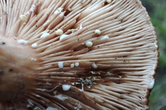 Lactarius tabidus