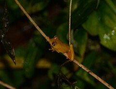 Dendropsophus