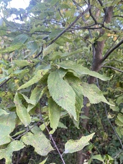 Celtis occidentalis