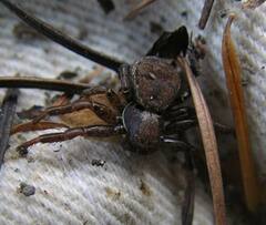 Xysticus montanensis