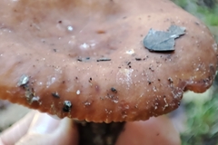 Lactarius tabidus