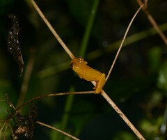 Dendropsophus