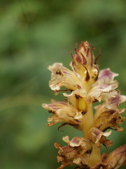 Orobanche reticulata