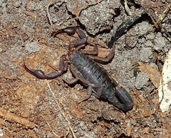 Vaejovis carolinianus