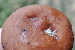 Lactarius tabidus