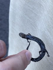 Plethodon mississippi