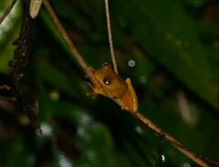 Dendropsophus