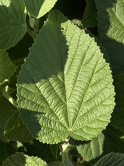 Sida cordifolia