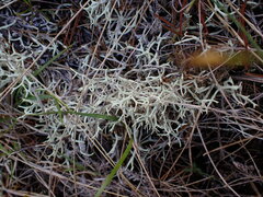 Cladonia uncialis