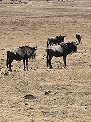 Connochaetes taurinus mearnsi