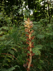 Orobanche reticulata