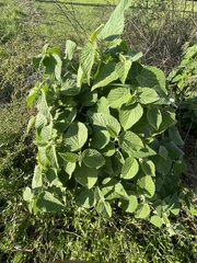 Sida cordifolia