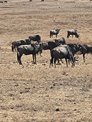 Connochaetes taurinus mearnsi