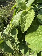 Sida cordifolia