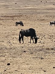 Connochaetes taurinus mearnsi