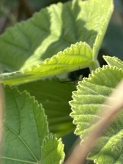 Sida cordifolia