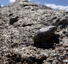 Pseudacris cadaverina