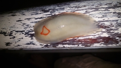 Triboniophorus graeffei