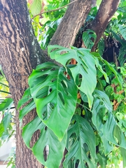 Monstera adansonii blanchetii