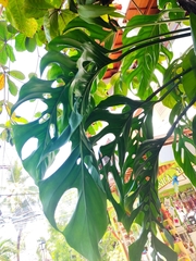 Monstera adansonii blanchetii