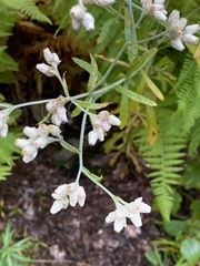 Pseudognaphalium obtusifolium