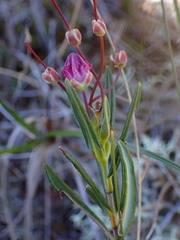 Kalmia microphylla