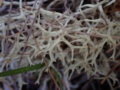 Cladonia uncialis