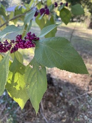 Callicarpa americana