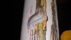 Triboniophorus graeffei