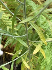 Pseudognaphalium obtusifolium