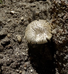 Leucoagaricus barssii